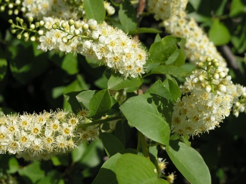 Virginiantuomi